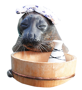 温泉アザラシ