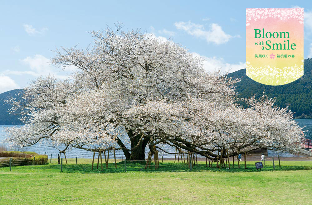 湖畔の一本桜