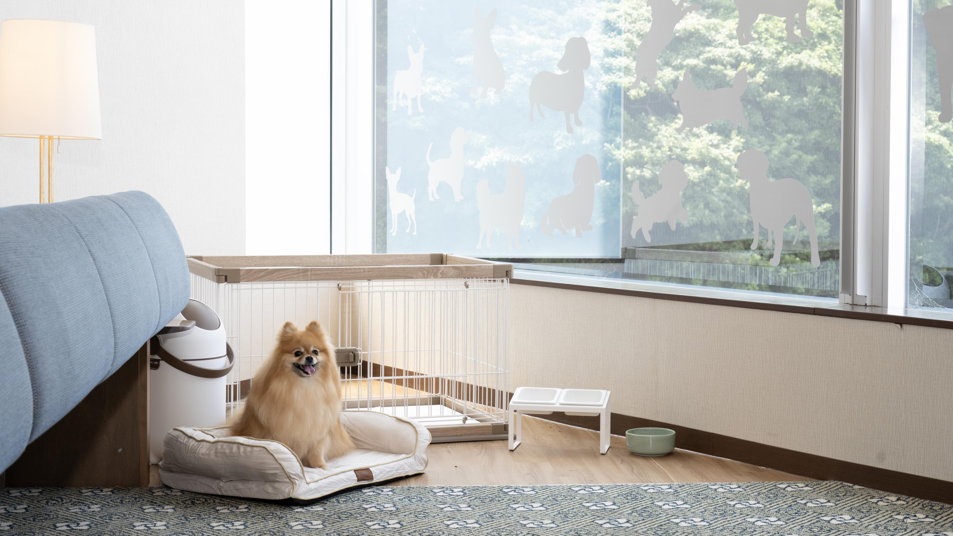 グランドプリンスホテル広島　ドッグフレンドリールームでくつろぐワンちゃん