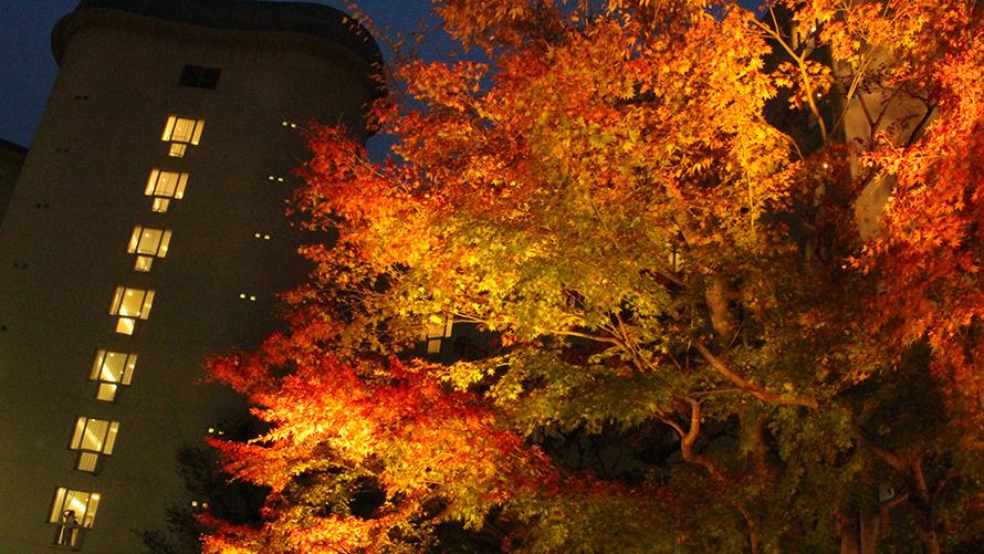 クリスマスと紅葉がコラボする期間限定の絶景スポット