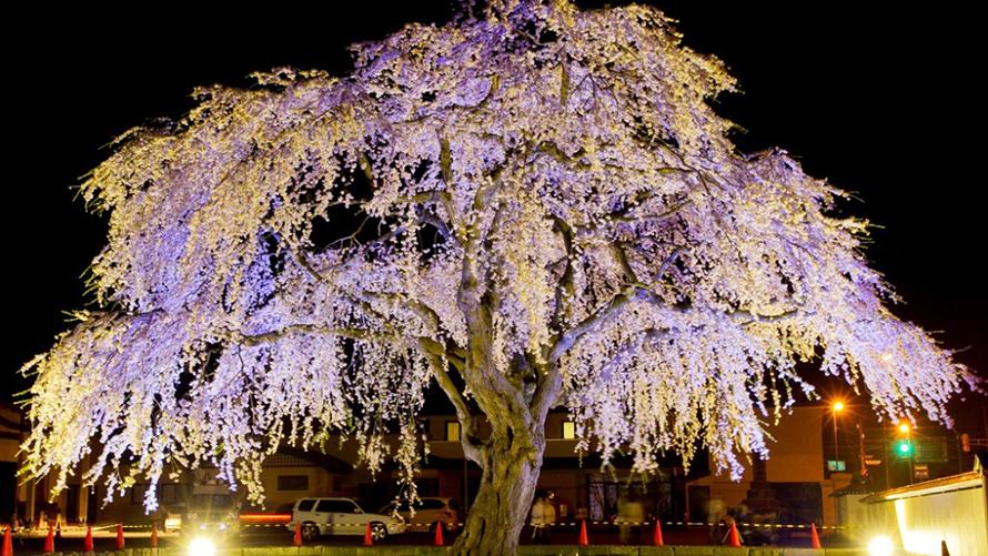 法亀寺しだれ桜