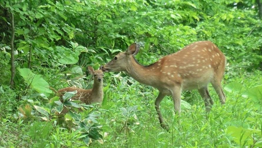 プリンセススイートルームの寝室