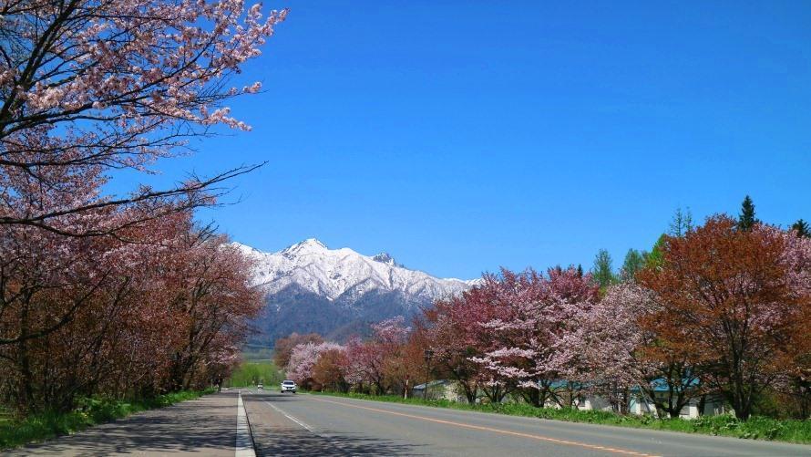 桜並木