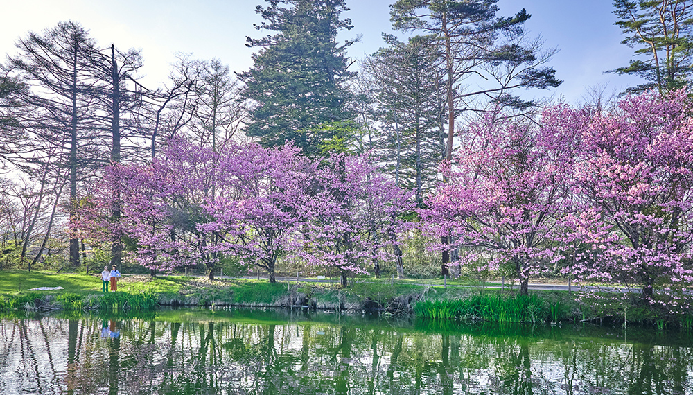 軽井沢の桜と芽吹く緑に包まれ 春の光あふれる誓いを