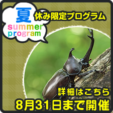 夏休み限定プログラム