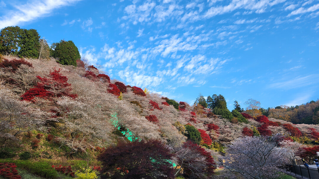 ふわりとほどける桜色パフェと秋色カクテルに心ときめく