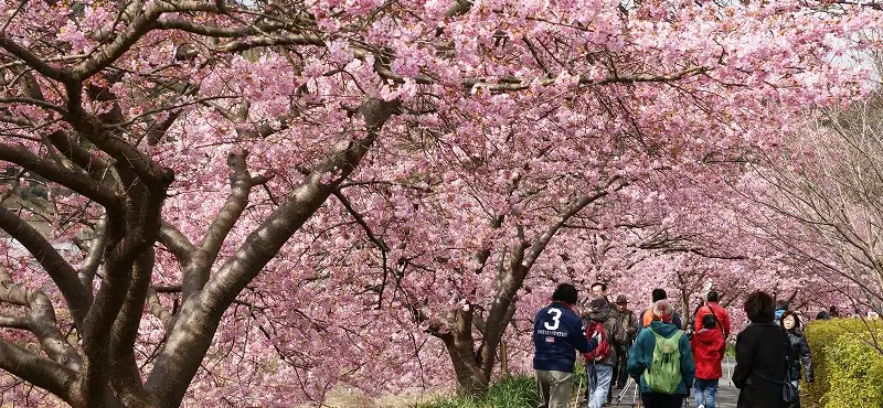 桜の下のアクティビティ