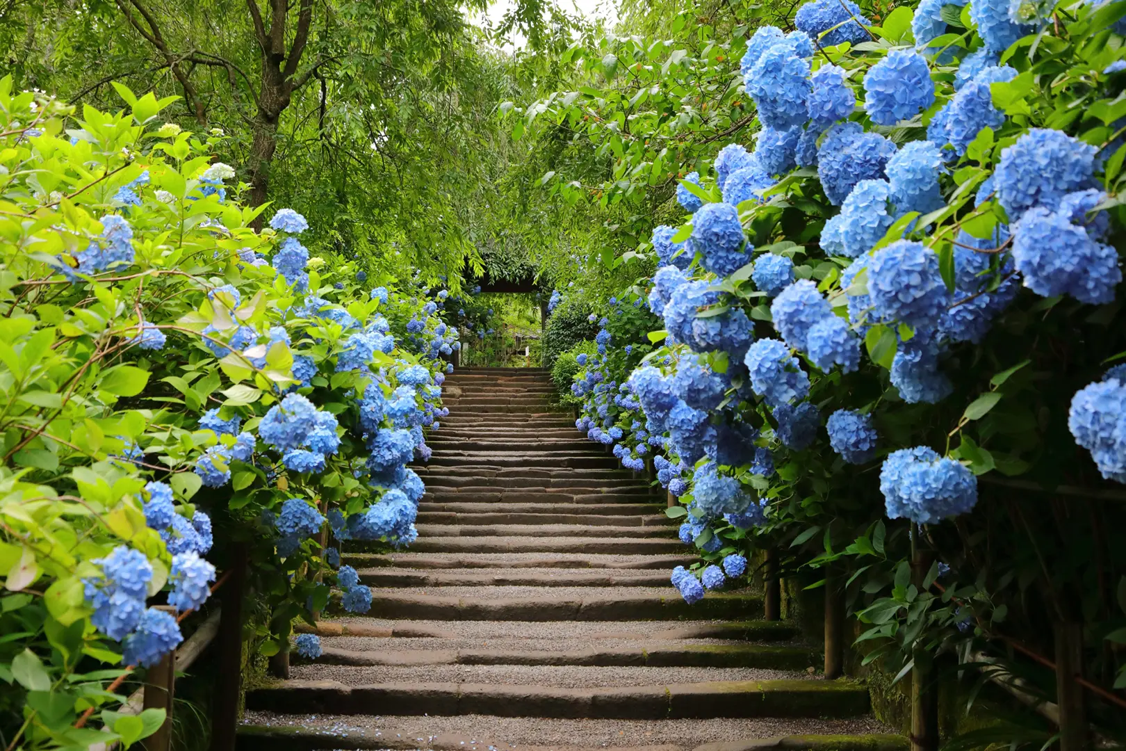 明月院(あじさい寺)