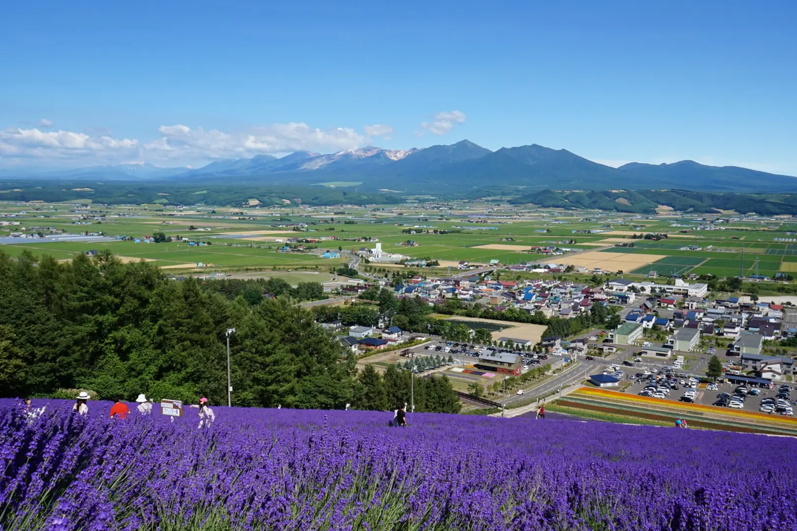 北星山ラベンダー園