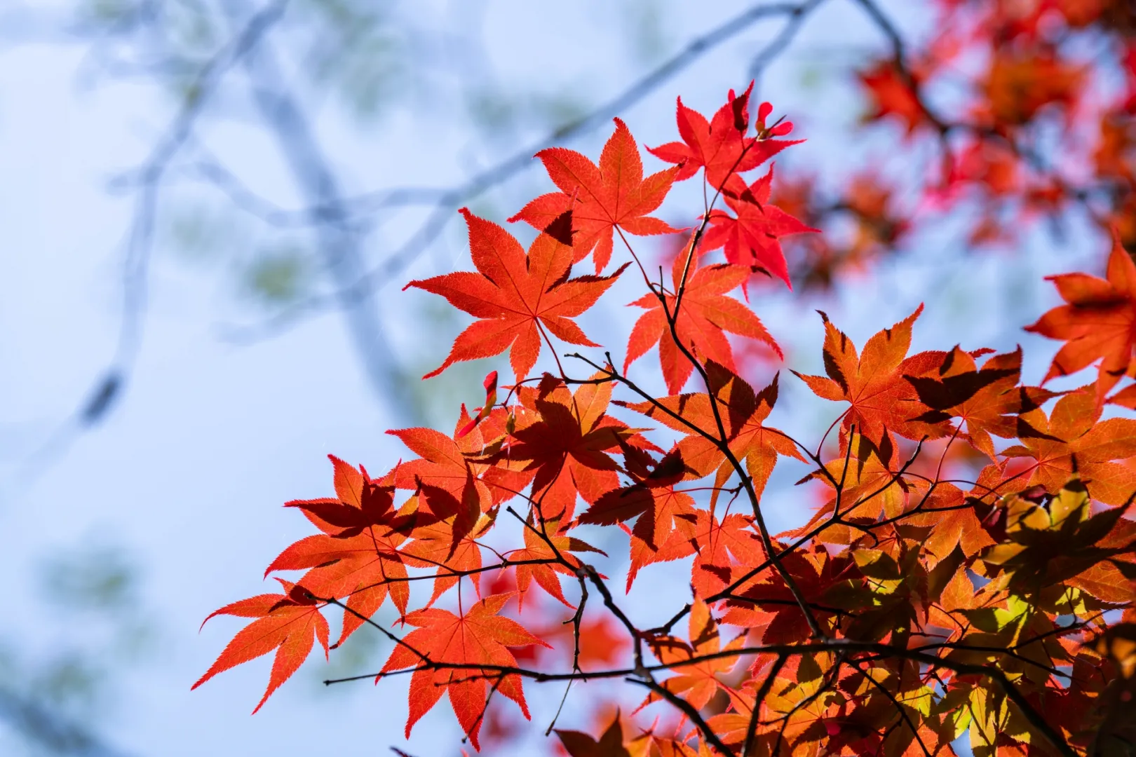 紅葉の種類を把握する