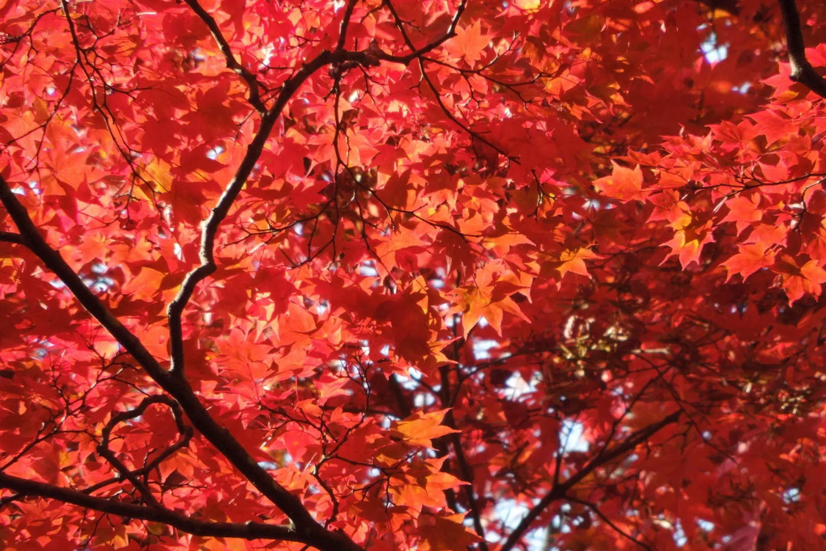 地域ごとの紅葉の見頃を表で一気見	