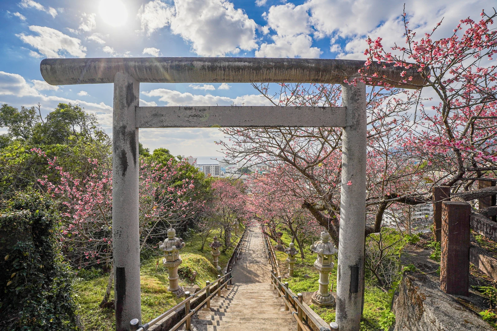 名護城の寒緋桜