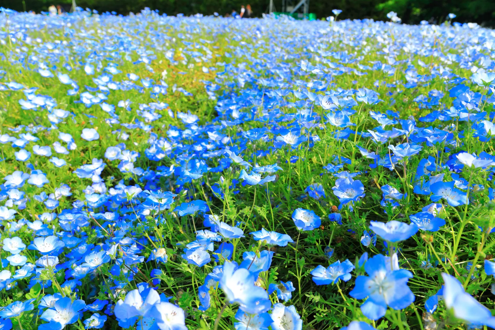 PIXTAより「大阪市立長居植物園に咲き誇るネモフィラ」