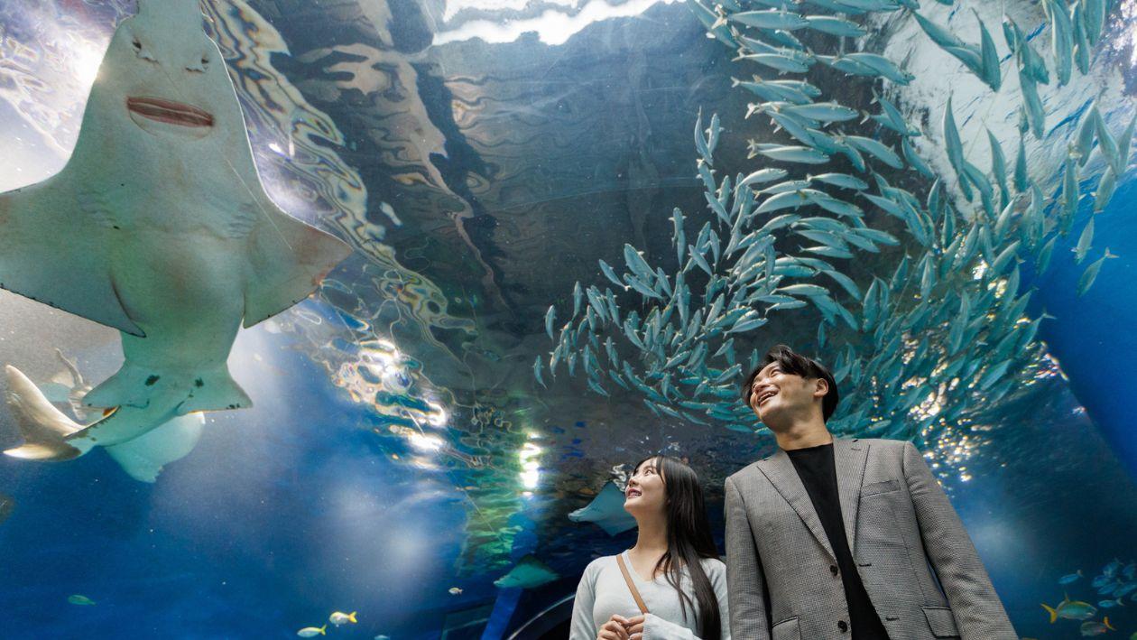 水族館「マクセル アクアパーク品川」を楽しむふたり