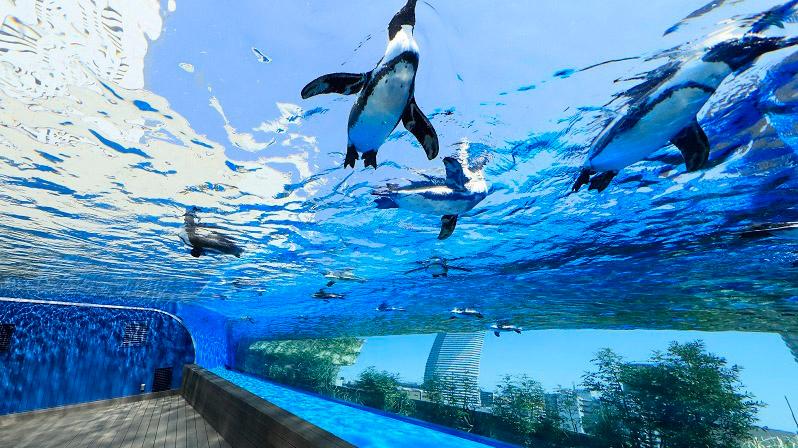 “サンシャイン水族館”チケット付きステイプラン